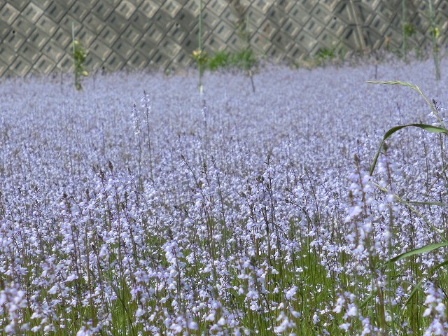 「紫のじゅうたん?」 これは何の花?_f0141310_6294462.jpg