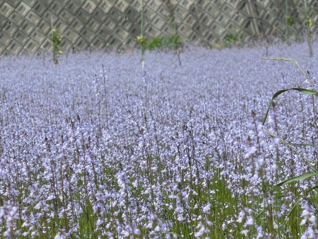 「紫のじゅうたん？」　これは何の花？_f0141310_6294462.jpg