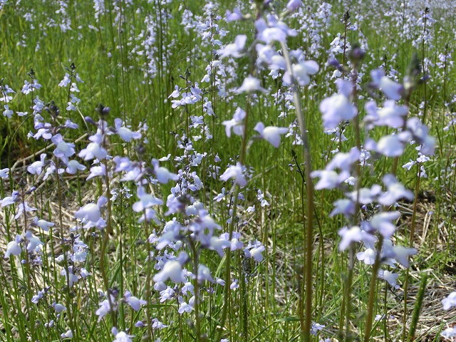 「紫のじゅうたん？」　これは何の花？_f0141310_6295597.jpg