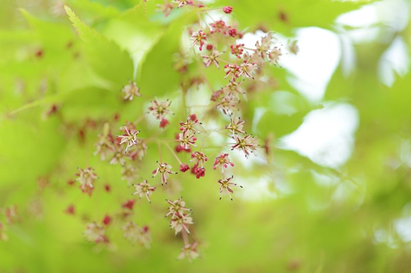 新緑にひっそりと咲く　楓の花_f0032011_18501681.jpg