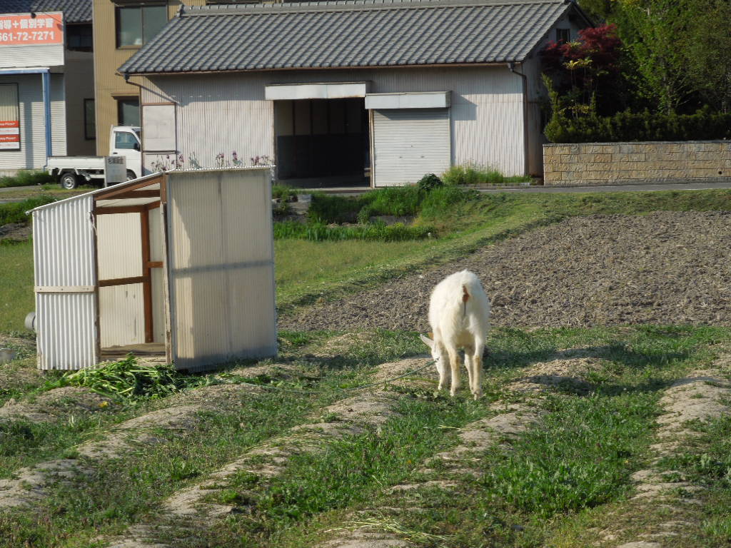 「にっしんやぎファーム」_a0120513_18464818.jpg
