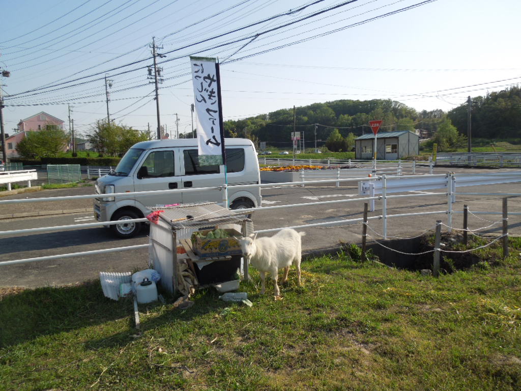 「にっしんやぎファーム」_a0120513_1847237.jpg