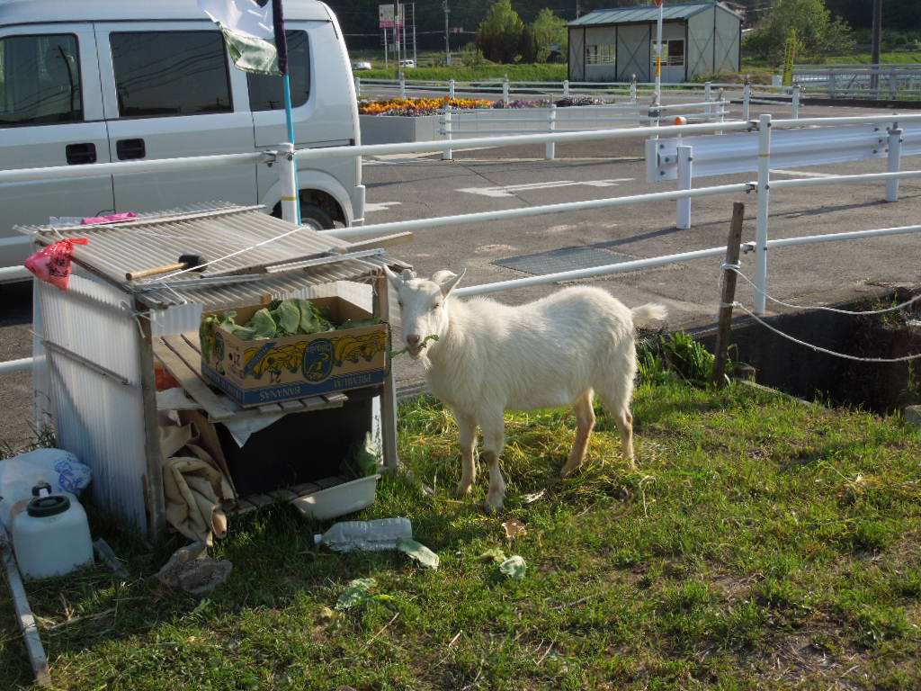 「にっしんやぎファーム」_a0120513_18473584.jpg