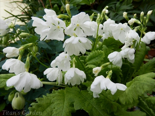 Primula sieboldii \'Takane-no-yuki\'_b0099813_0144321.jpg