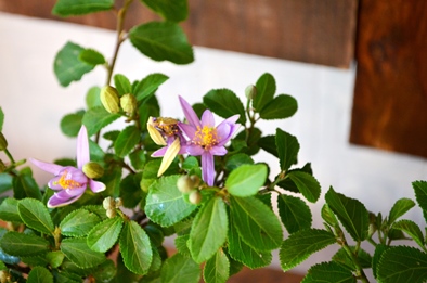 花の咲く盆栽 季節の盆栽_d0263815_17503344.jpg