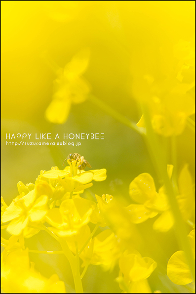 Happy Like a Honeybee_f0100215_22362892.jpg