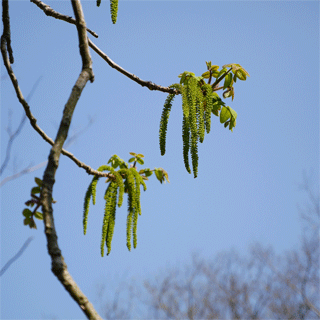 c0198717_13205587.gif