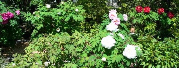 年間秀句 : 時田・幻椏・芳文の「我貌徒然」