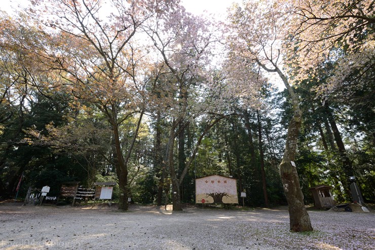 櫻川磯部稲村神社 ～山桜～_d0319222_14355074.jpg