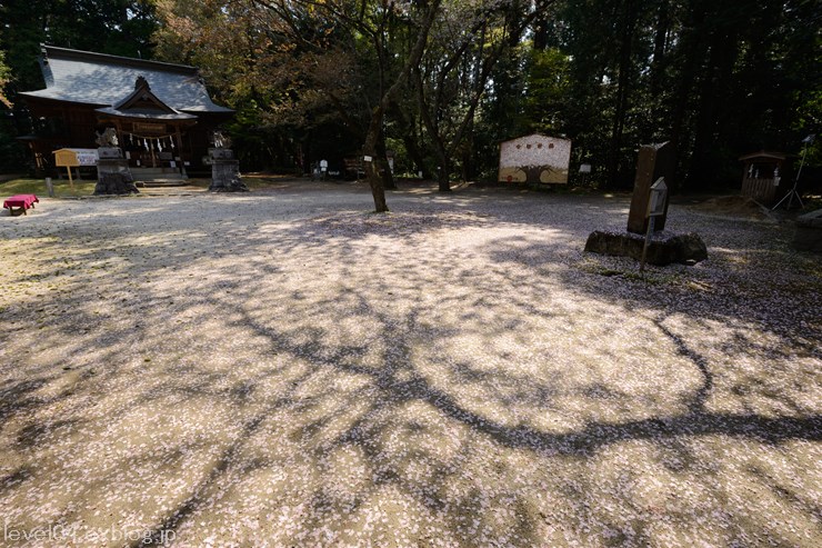 櫻川磯部稲村神社 ～山桜～_d0319222_1436017.jpg