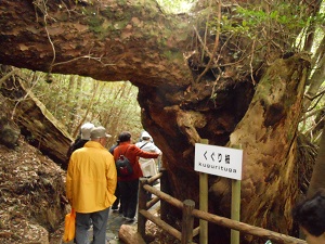 じっくり巡る春の屋久島_a0202528_11393993.jpg