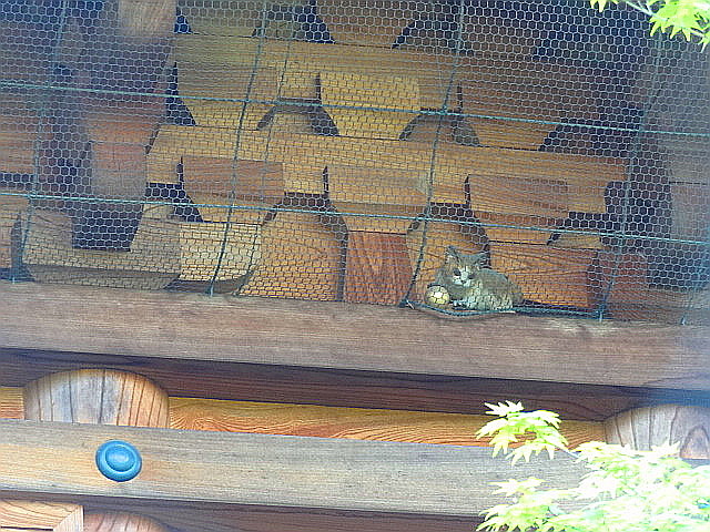 猫と牡丹と銭湯とチータ　だ～から歩いて豪徳寺_e0016828_1057818.jpg