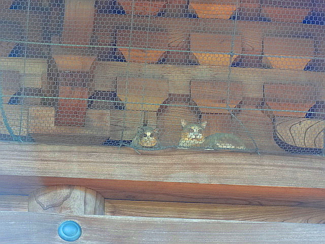 猫と牡丹と銭湯とチータ　だ～から歩いて豪徳寺_e0016828_1102057.jpg