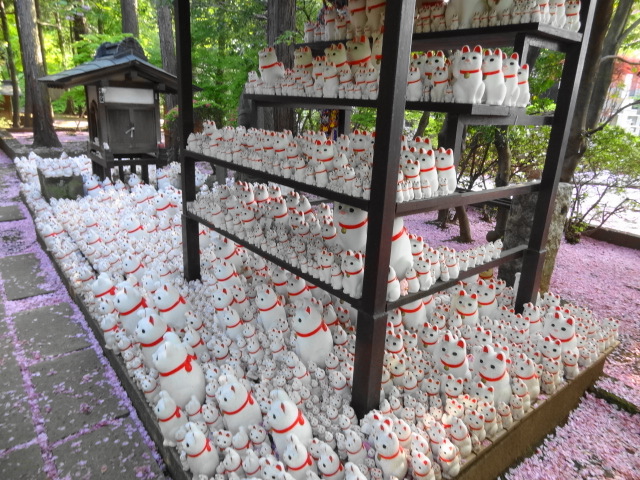 猫と牡丹と銭湯とチータ　だ～から歩いて豪徳寺_e0016828_11103350.jpg