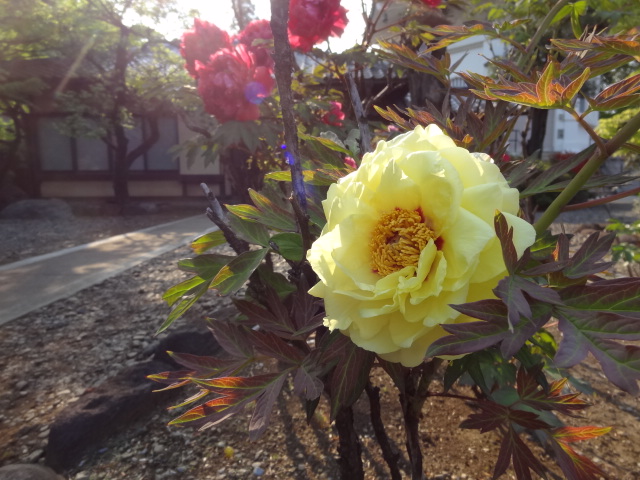 猫と牡丹と銭湯とチータ　だ～から歩いて豪徳寺_e0016828_1171555.jpg