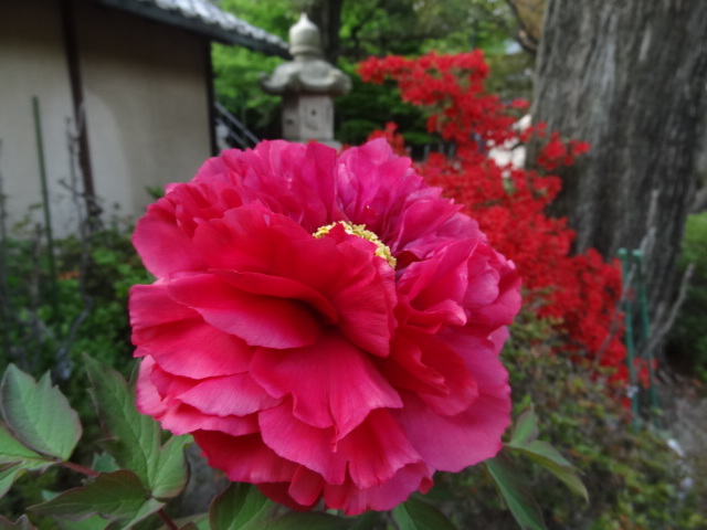 猫と牡丹と銭湯とチータ　だ～から歩いて豪徳寺_e0016828_128163.jpg