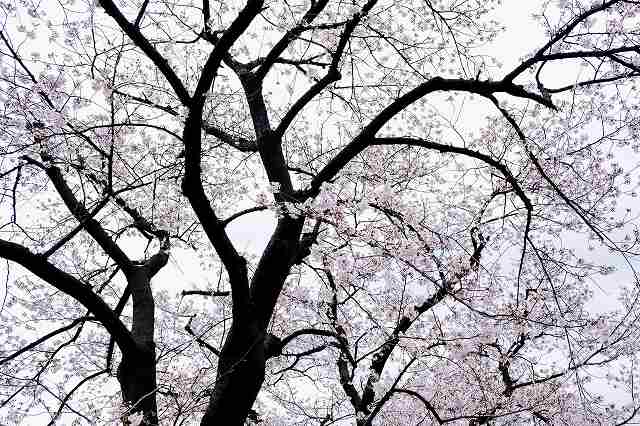 雨の桜_a0268332_21231299.jpg