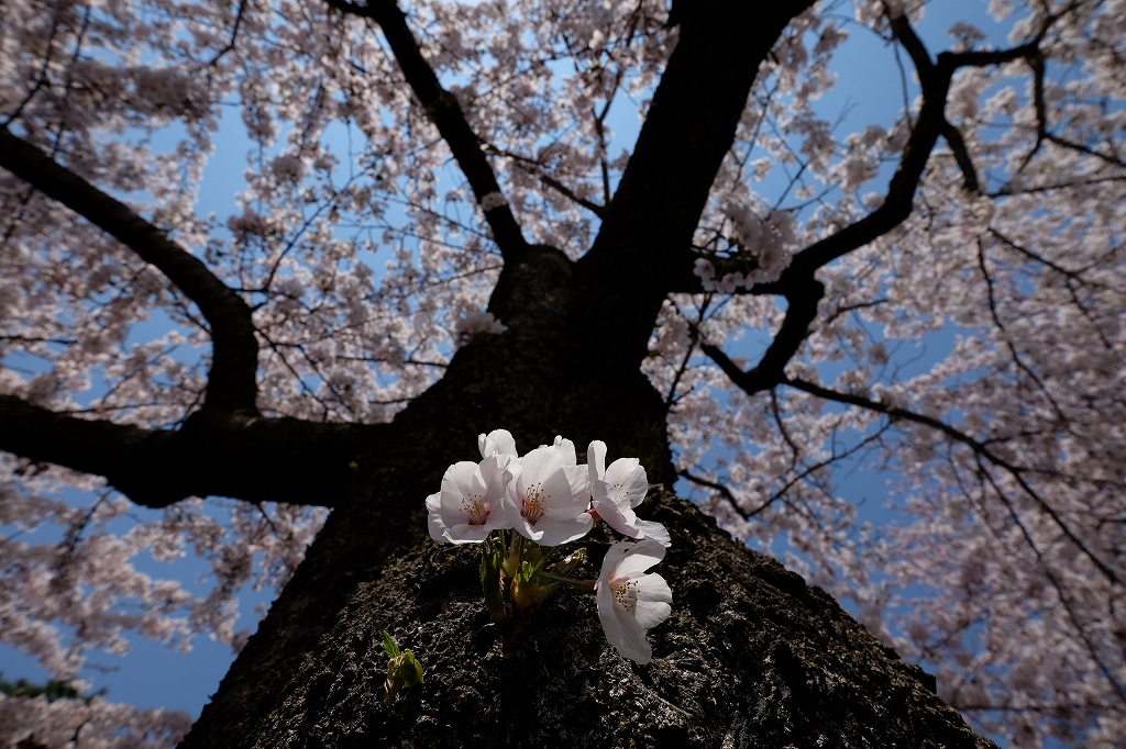 十和田は桜が満開_f0050534_22334158.jpg