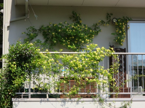 キモッコウバラが咲きすすんできました Yoko Gardenの小部屋