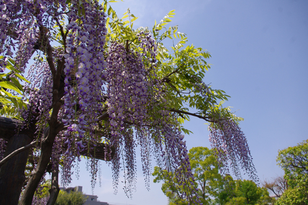 亀戸天神藤まつり_c0090139_16075337.jpg