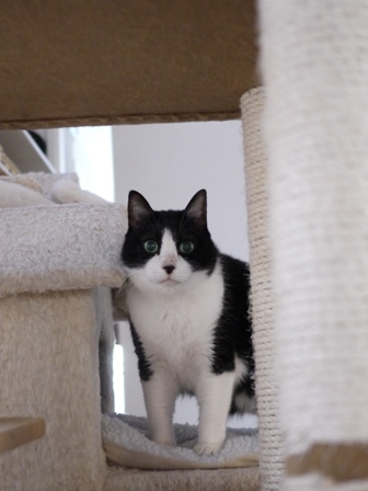 16歳の猫 空編。_a0143140_23333232.jpg