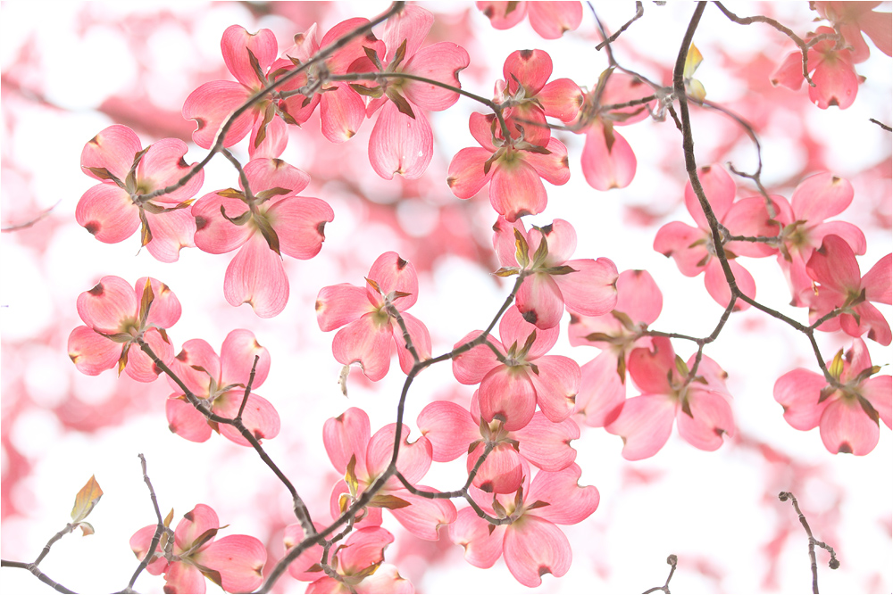 春の花めぐり　　　昭和記念公園　ハナミズキ_d0328840_22191597.jpg