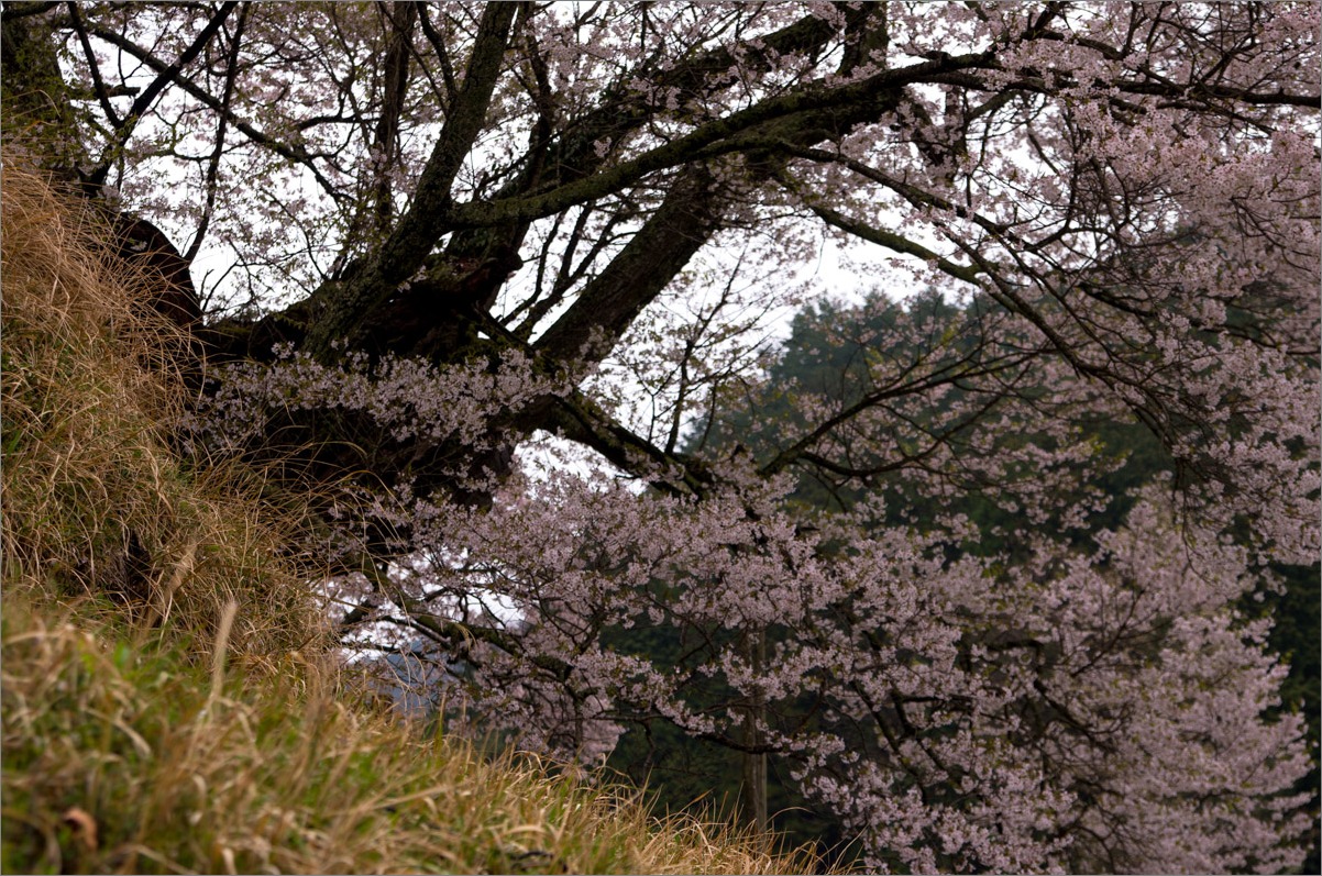 こそっと桜_d0058445_19433346.jpg