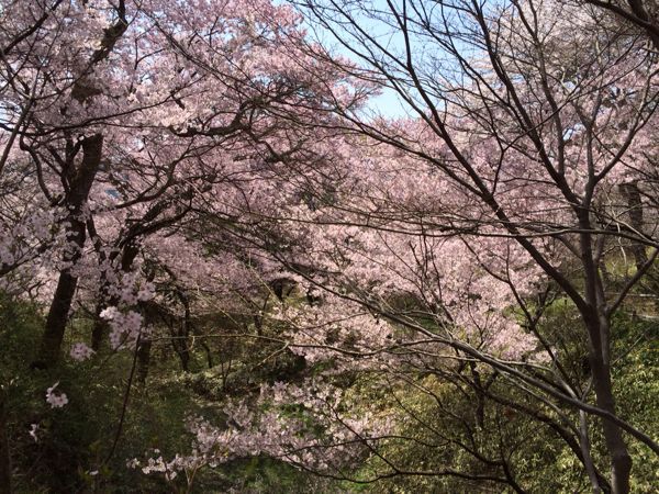 高遠の小彼岸桜_e0292546_7125369.jpg