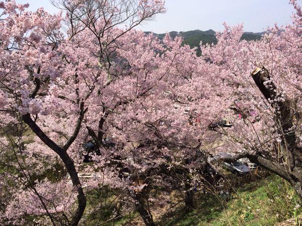 高遠の小彼岸桜_e0292546_7125686.jpg