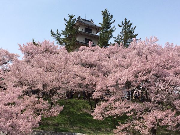 高遠の小彼岸桜_e0292546_7131093.jpg