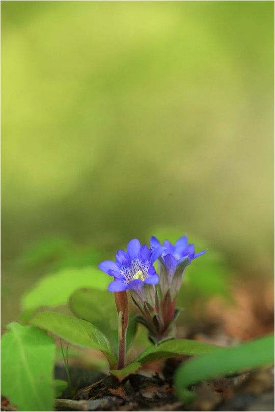 フデリンドウ 野草風薫 フデリンドウ 野草風薫