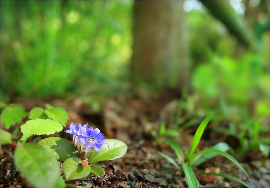 フデリンドウ 野草風薫