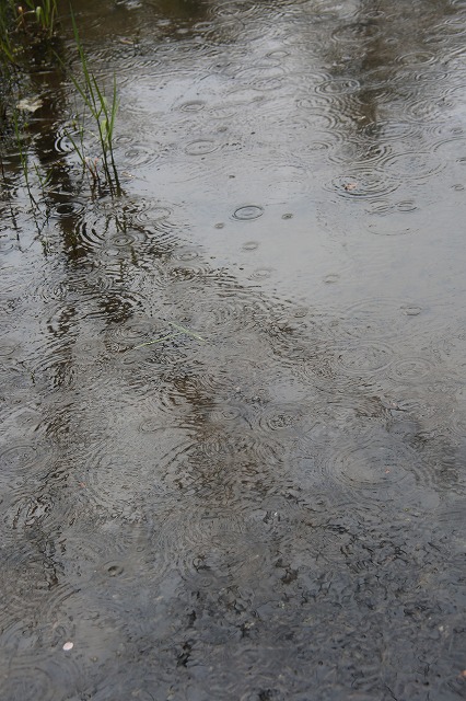 静かな雨の中で_f0288049_752734.jpg