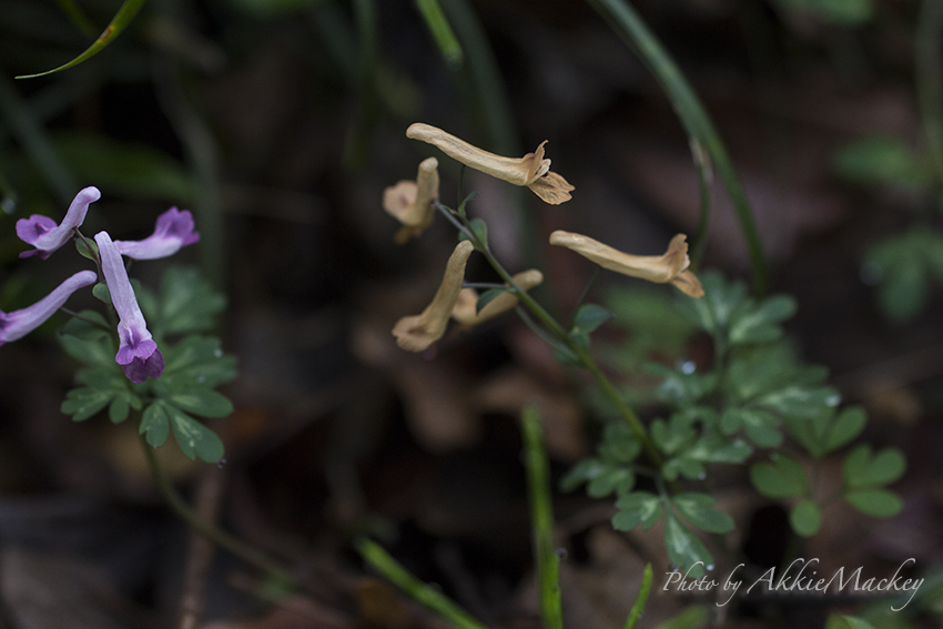 豪華キャストで裏高尾の花散策♬　其の弌_b0167256_6232733.jpg