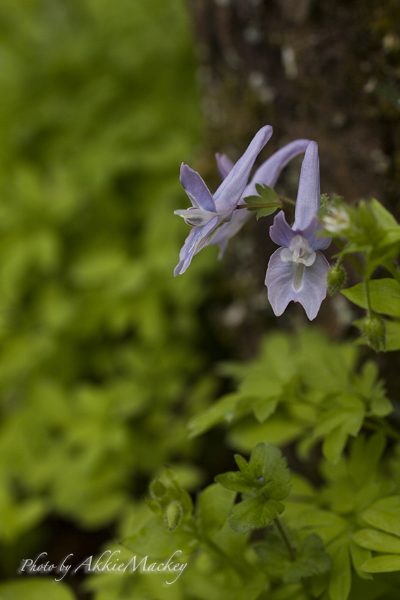 豪華キャストで裏高尾の花散策♬　其の弌_b0167256_6233180.jpg