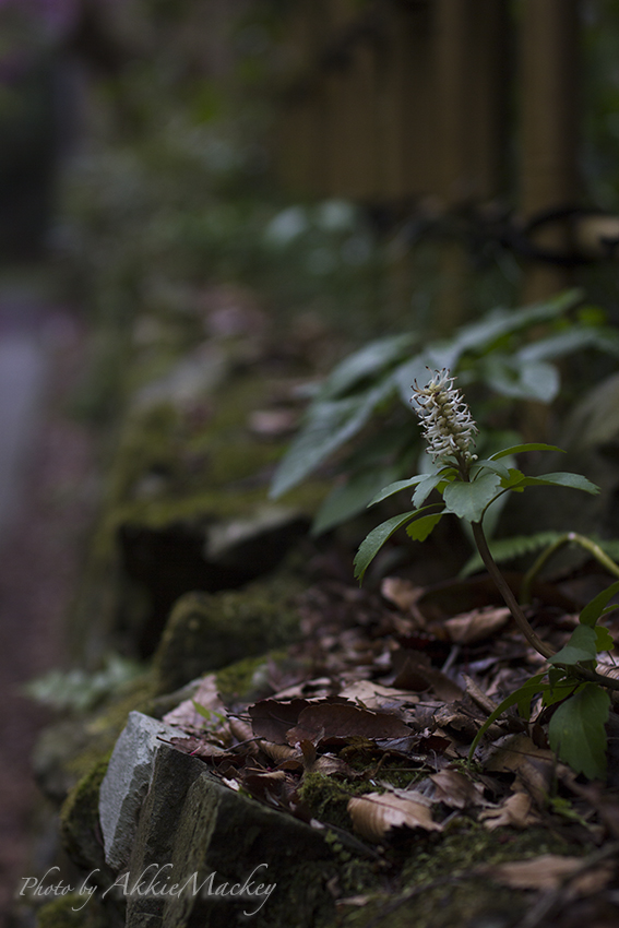 豪華キャストで裏高尾の花散策♬　其の弌_b0167256_6243128.jpg