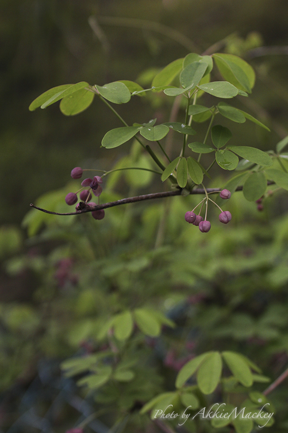 豪華キャストで裏高尾の花散策♬　其の弌_b0167256_624389.jpg