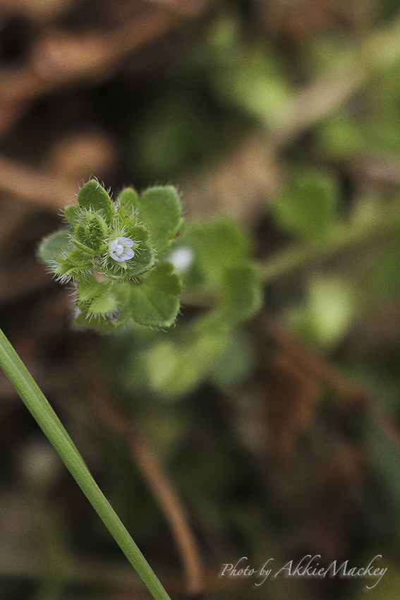 豪華キャストで裏高尾の花散策♬　其の弌_b0167256_624413.jpg