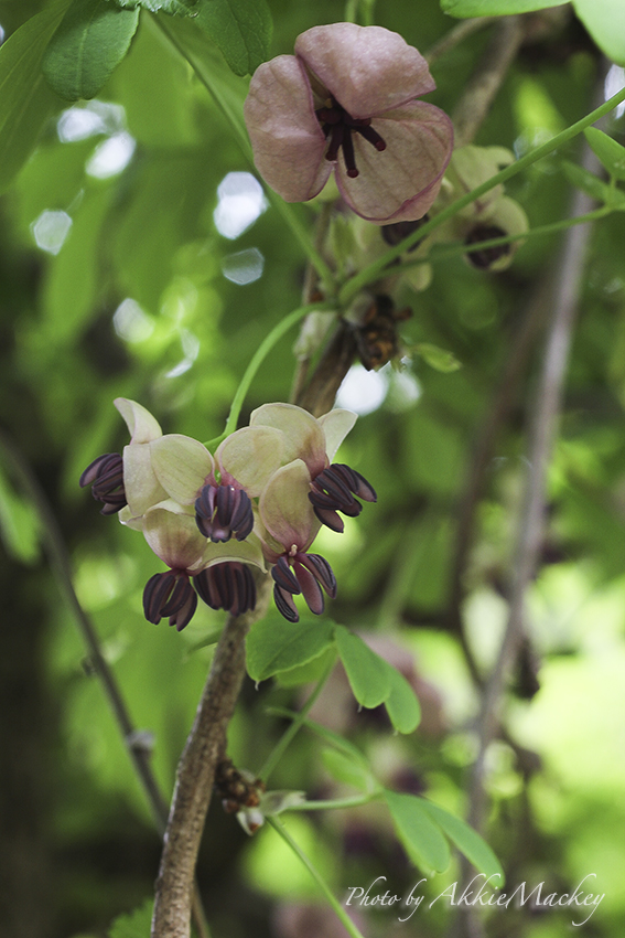 豪華キャストで裏高尾の花散策♬　其の弌_b0167256_6244468.jpg