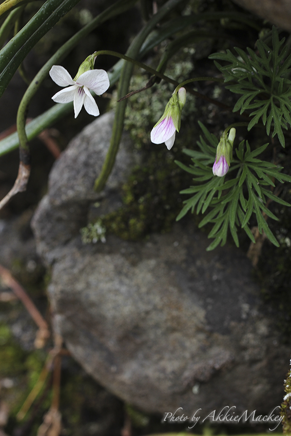 豪華キャストで裏高尾の花散策♬　其の弌_b0167256_6262312.jpg