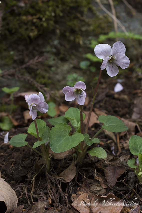 豪華キャストで裏高尾の花散策♬　其の弌_b0167256_6264335.jpg