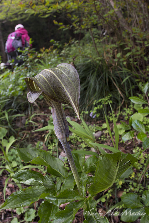 豪華キャストで裏高尾の花散策♬　其の弌_b0167256_6273311.jpg