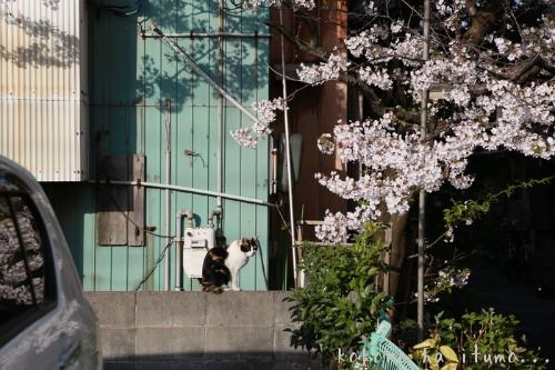 桜ねこ・三毛ちゃん_b0153363_20563633.jpg