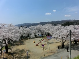 桜だより_b0218664_17203181.jpg