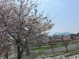 桜だより_b0218664_17204277.jpg