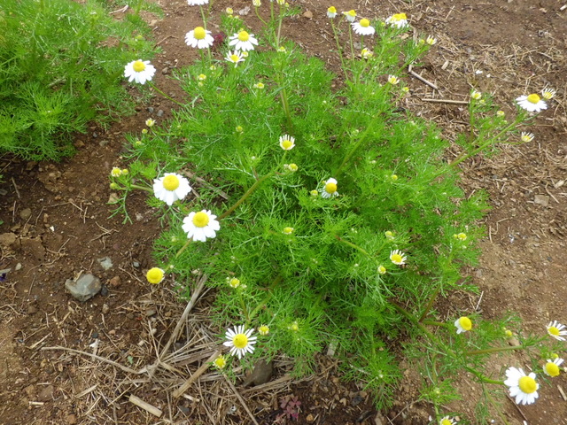 トウモロコシの芽が～♪_d0233866_9132983.jpg