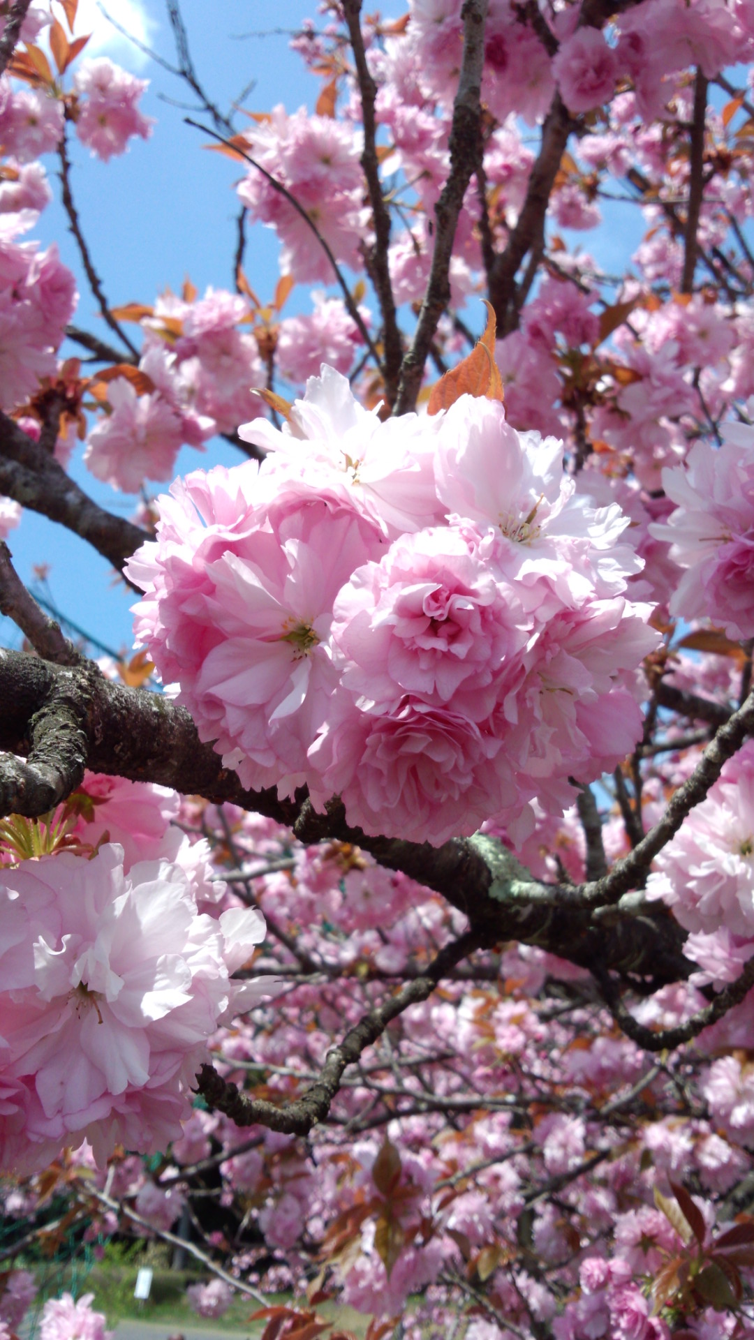 付知川河川公園の八重桜が満開です！_c0238069_1149159.jpg