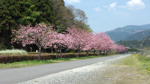 付知川河川公園の八重桜が満開です！_c0238069_1149337.jpg