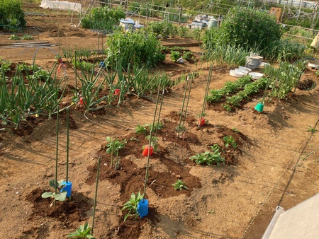 夏野菜の植え付けはほぼ完了_c0199370_7522458.jpg