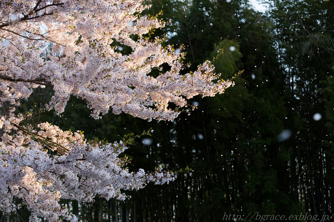 桜の旅_b0191074_22432068.jpg